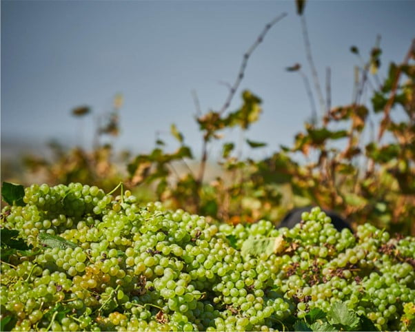 Moldova's indigenous grape varieties