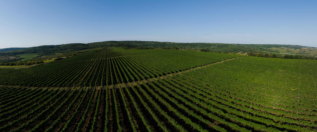 Rows of vines across rolling hills.