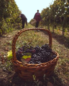 Moldova Wine History